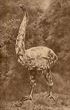 moa003.jpg