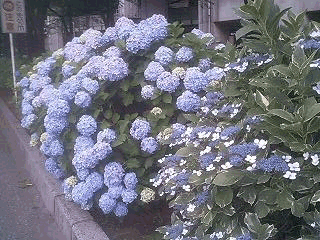 070617_1851~0001.gif