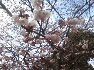 080309桜.gif