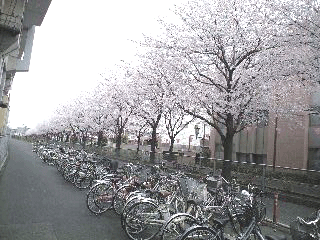 サクラ.gif