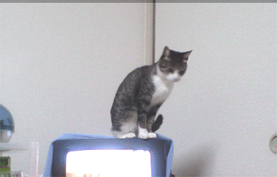 バニラ.gif