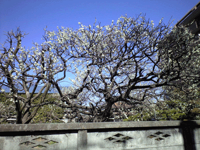 CA390517.gif