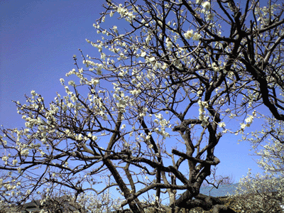 CA390518.gif